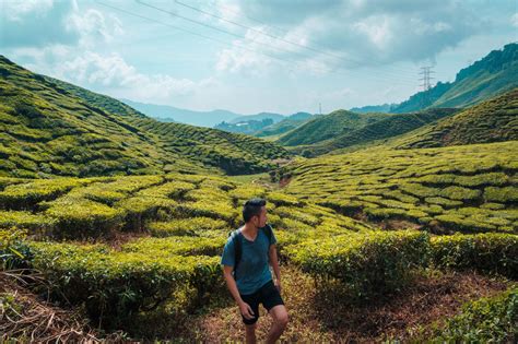 Kl To Cameron Highlands : An Overview And Map Of The Cameron Highlands In Malaysia Travel And ...