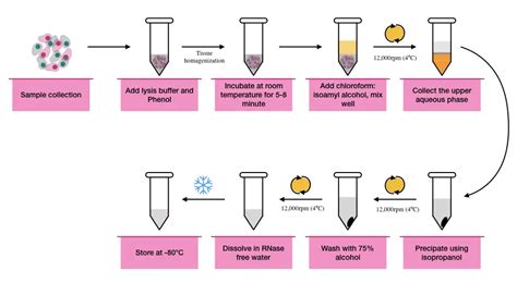 Restrizione Stai attento catturare rna purification protocol chiuso Petizione Arricchire