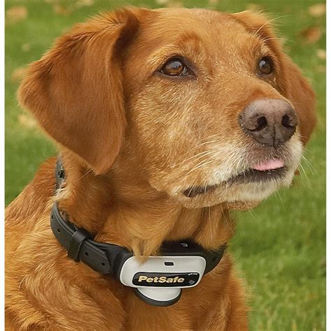 Petsafe® Small Dog Training Collar - 197998, Collars, Leashes & Leads ...