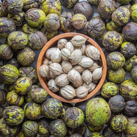 Shagbark Hickory Nuts: Harvesting, Cracking and Cooking