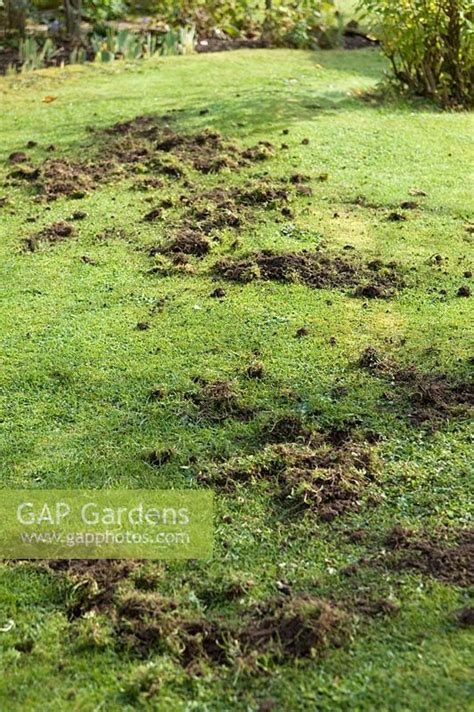 Mole damage to lawn ... stock photo by Marcus Harpur, Image: 0221725