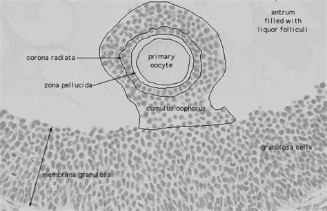 Stratum Granulosum Ovary