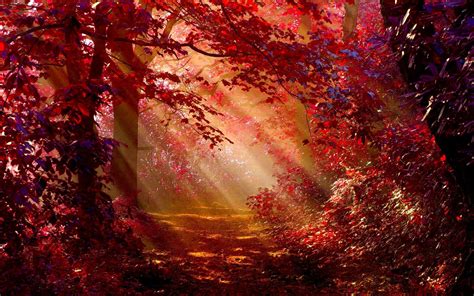 Fantasy Autumn Forest Wallpapers - Wallpaper Cave