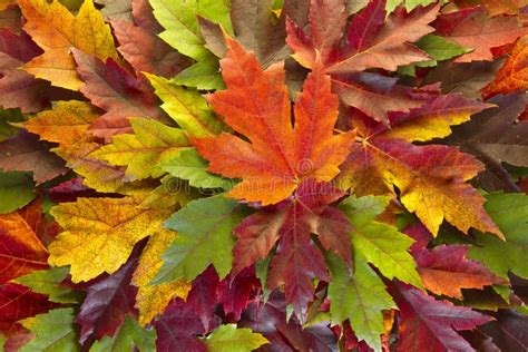 Maple Leaves Mixed Fall Colors Background Stock Photo - Image of foliage, colors: 16770274