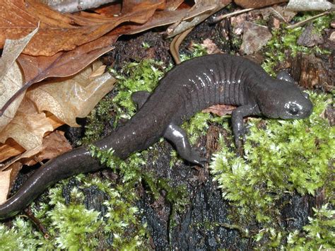 Salamanders Help Scientists Monitor, Restore Indiana Wetlands | WBAA