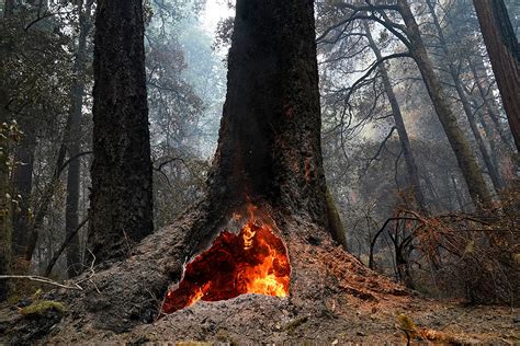 When the toughest trees met the hottest fire - E&E News by POLITICO