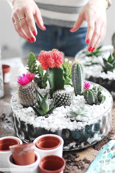 Get Creative: ... DIY Tabletop Cactus & Succulent Garden / Terrarium | Jardinería en macetas ...