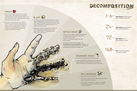 Human Decomposition Infographic | Images :: Behance