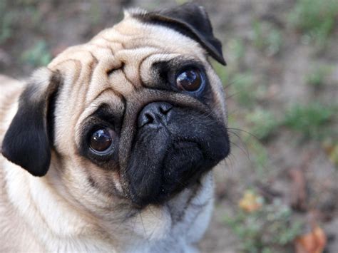 Cute Puppy Dogs: Pug Dog Puppies