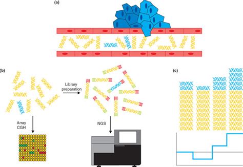 Workflow of ctDNA analyses. (a) ctDNA (light blue DNA fragments) are... | Download Scientific ...