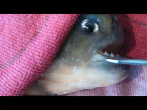 Giant piranha teeth up close - YouTube