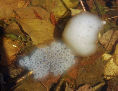 Spotted Salamander Eggs | Both of these egg masses were laid… | Flickr