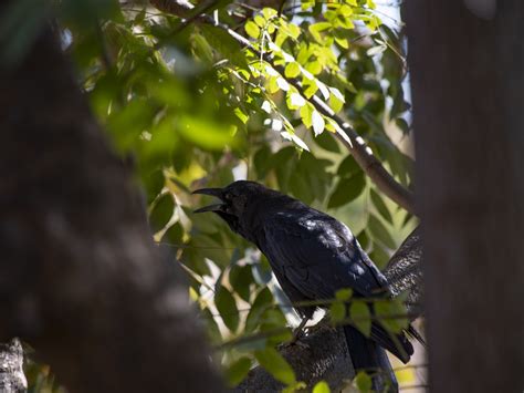 Crow Cawing Free Stock Photo - Public Domain Pictures