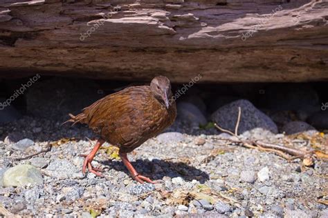 Endemic flightless weka bird — Stock Photo © thomaswong #132869950