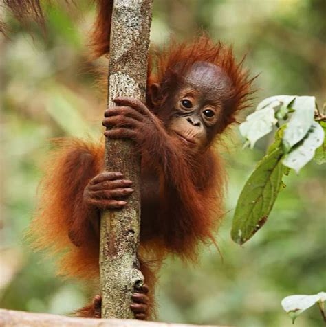 I love climbing trees | Rainforest animals, Baby orangutan, Orangutan