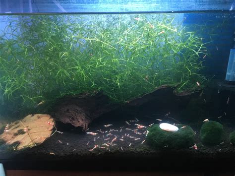 crystal red shrimp breeding set up : r/PlantedTank