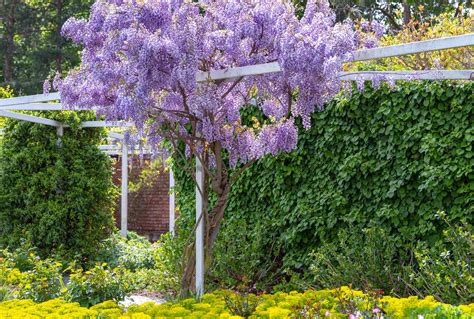 How to Plant, Grow and Care for Wisteria