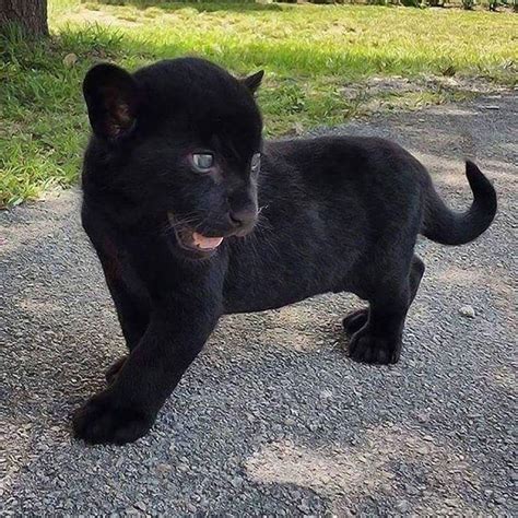 A baby black panther : r/aww