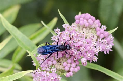 Great Black Wasp » Focusing on Wildlife