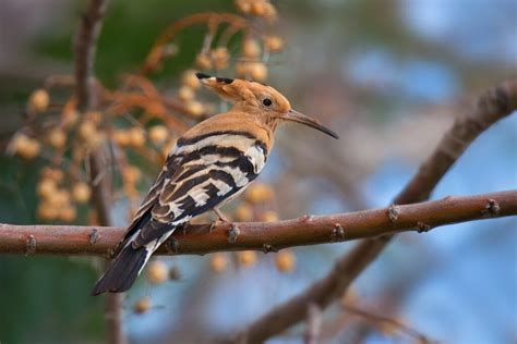 Hoopoe Symbolism & Meaning (+Totem, Spirit & Omens) | World Birds