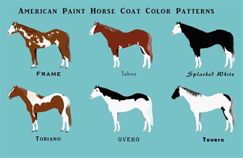 paint horse coat patterns - minecraftblueskullpainting