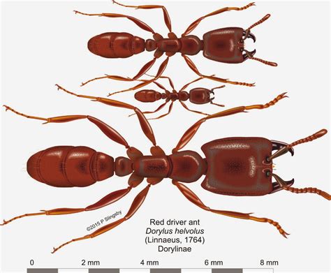 - Ants of Southern Africa -: Dorylus helvolus: the Red Driver ant ...