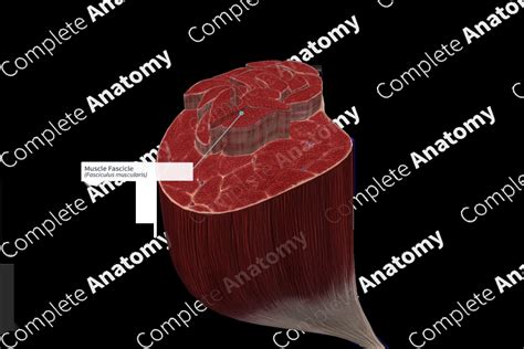 Muscle Fascicle | Complete Anatomy