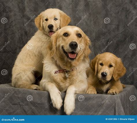 Chienne Et Chiots Dans Le Studio Photo stock - Image du chiots ...