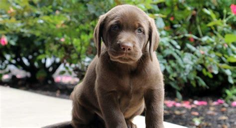 Chocolate Labrador Retriever.Meet Gabe a Puppy for Adoption.