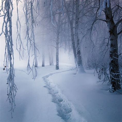 Magical forest. | Winter scenery, Winter landscape, Winter pictures