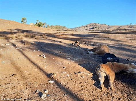 Australia's worst drought in 116 years is decimating animals and ...