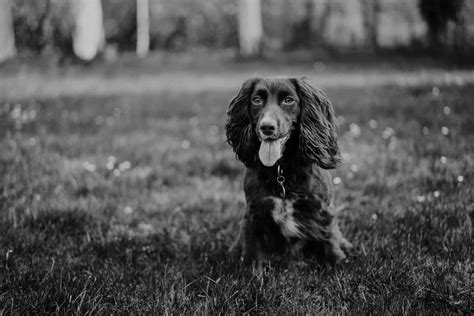 10 Essential Spaniel Training Commands to Teach Your Puppy – Sprocker Lovers