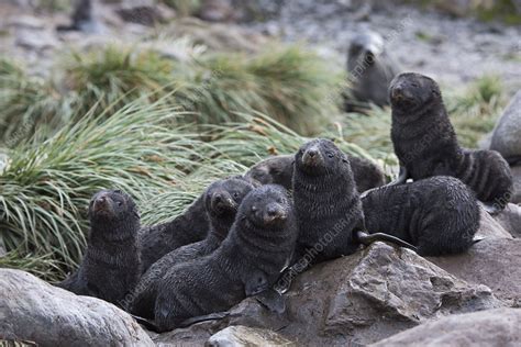 Antarctic fur seal pups on Albatross Island, South Georgia - Stock ...