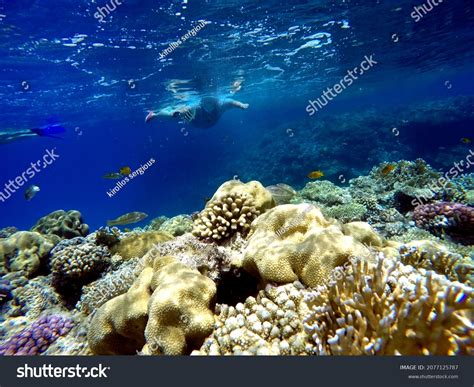 6,356 Hurghada snorkeling Images, Stock Photos & Vectors | Shutterstock