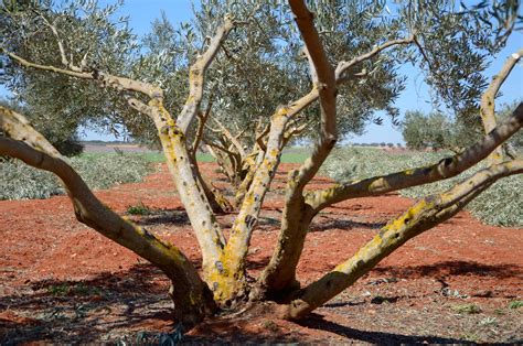 Pruning olive trees: “Without too much wood, the olives will be better and more”