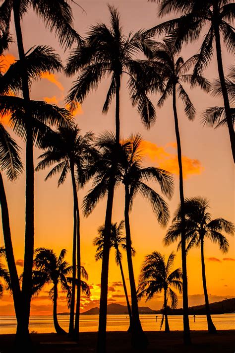 oliviacintron: “lsleofskye: “Palm Tree Sunset Hawaii Kai ” On Oahu~ ” I miss Oahu〜 | Sunsets ...