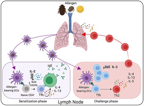 Frontiers | Modulating Th2 Cell Immunity for the Treatment of Asthma