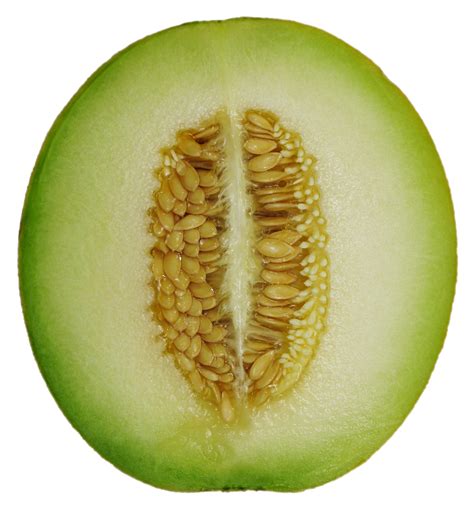 File:Cantaloupe Melon cross section.png - Wikimedia Commons