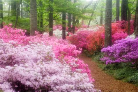 USA; Georgia; Pine Mountain. Azaleas at Callaway Gardens in the spring ...