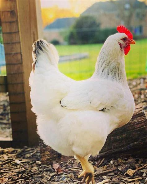 Delaware Chicken: Appearance, Temperament and More