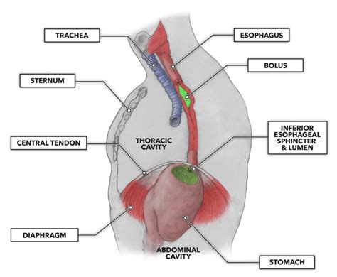 CrossFit | The Gastrointestinal System: The Esophagus