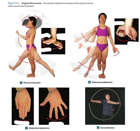 Anatomy Chapter 9 - Angular Movements Diagram | Quizlet