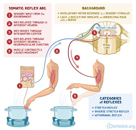 Somatic Reflex: What Is It, Types, and More | Osmosis