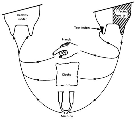 Cow Udder Anatomy - Anatomy Book