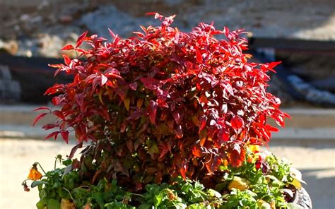 Buy Firepower Dwarf Nandina For Sale Online From Wilson Bros Gardens