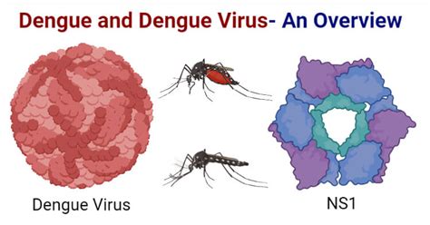 Dengue and Dengue Virus- An Overview