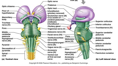 Brain Stem Diagram Labeled