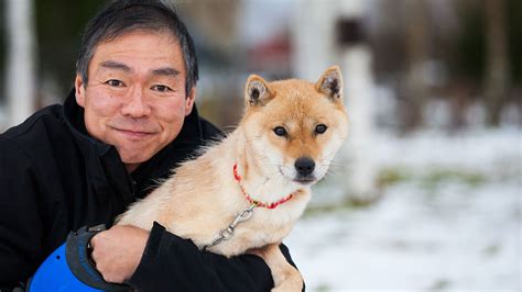 The Hokkaido Dog | Japan's Most Iconic Breed | Niseko.com