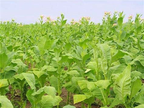 How to manage the tobacco seedlings after planted by seed nursery machine?