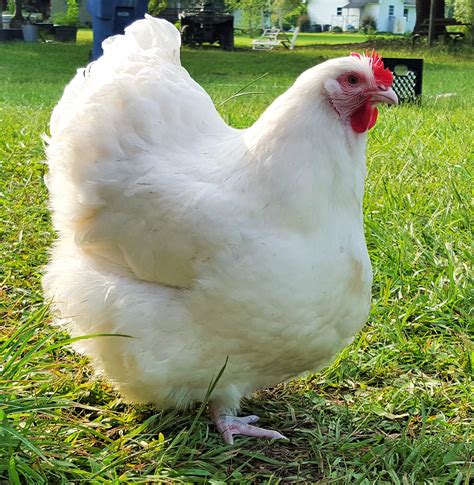 English White Orpington | BackYard Chickens